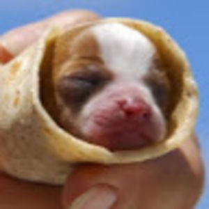 Meet your Posher, Ella